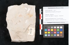 Foto (Objekt + Etikett) von Glyptostrobus europaeus Brongniart (NHMW-GEO-2024-0188-6758)